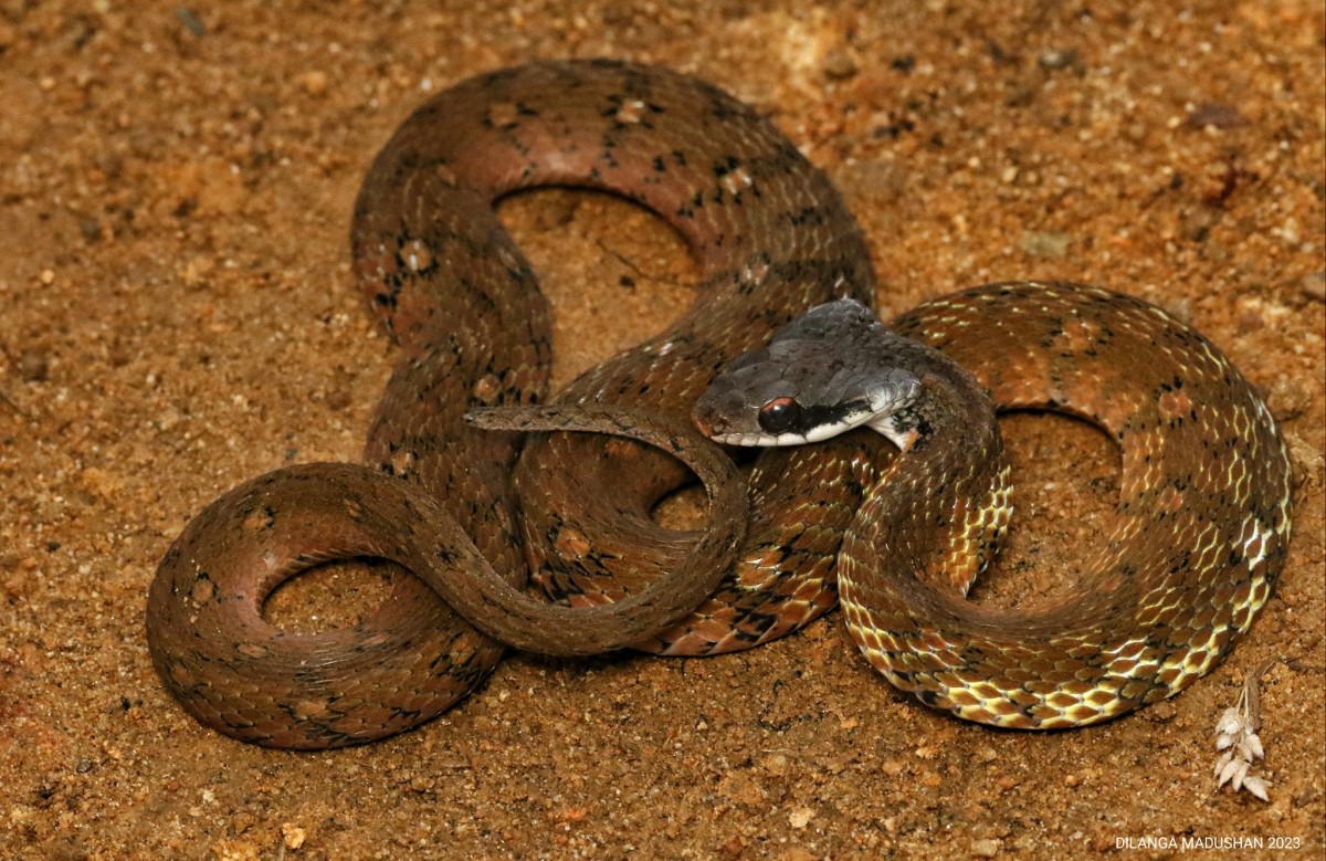 Rhabdophis ceylonensis Gunther, 1858